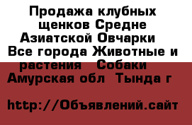 Продажа клубных щенков Средне Азиатской Овчарки - Все города Животные и растения » Собаки   . Амурская обл.,Тында г.